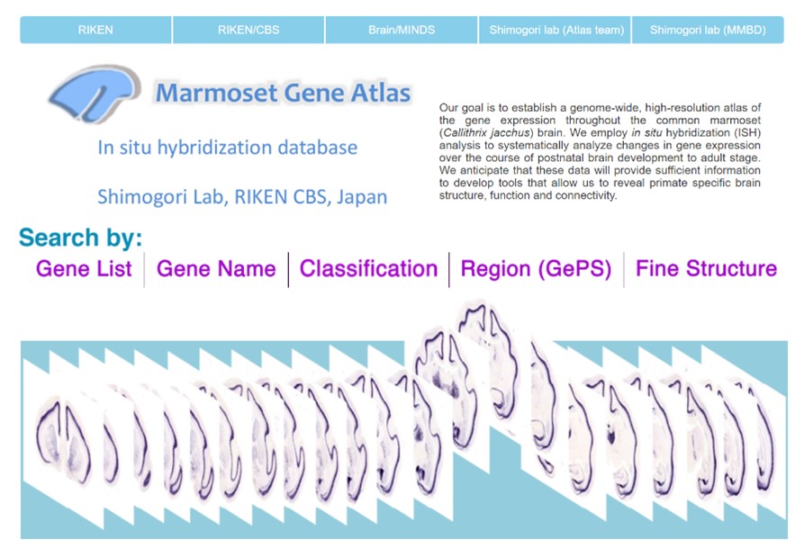 screenshot of Marmoset Gene Atlas website