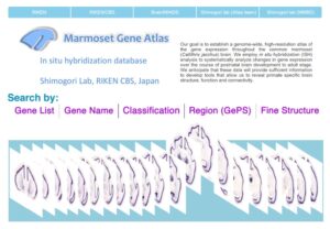マーモセット遺伝子発現アトラスのWEBサイトの画像